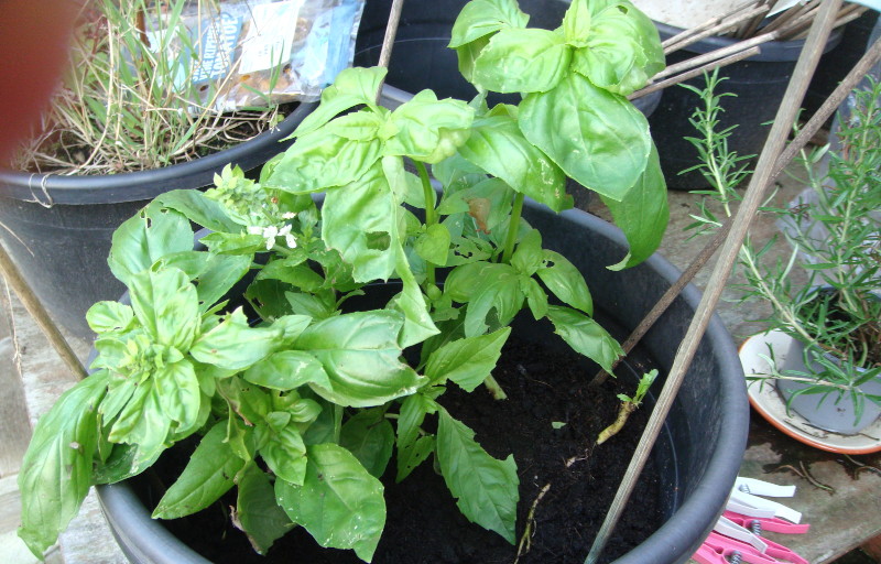 Basil
                                      plants