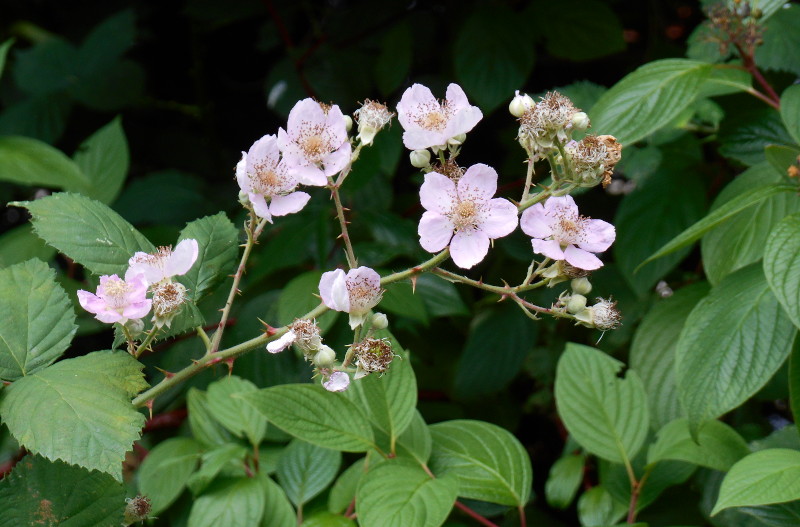 Blackberry flowers