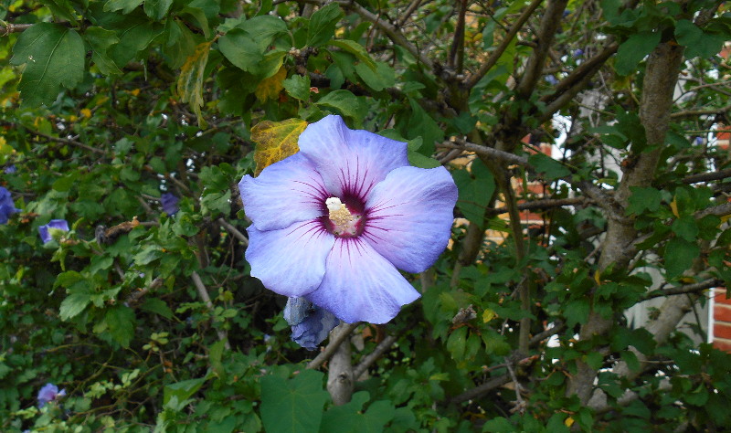 almost like a passion
                                          fruit flower