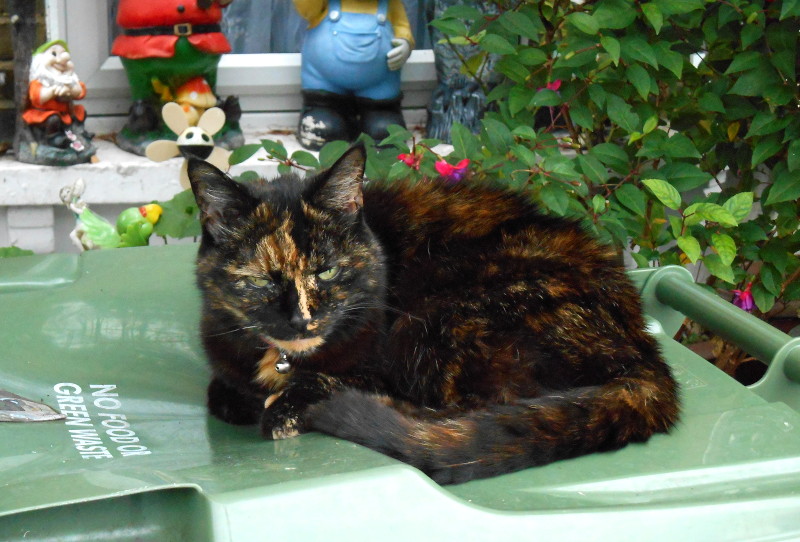 cat
                                          on recycling bin