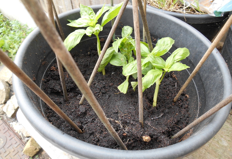 basil
                                      plants