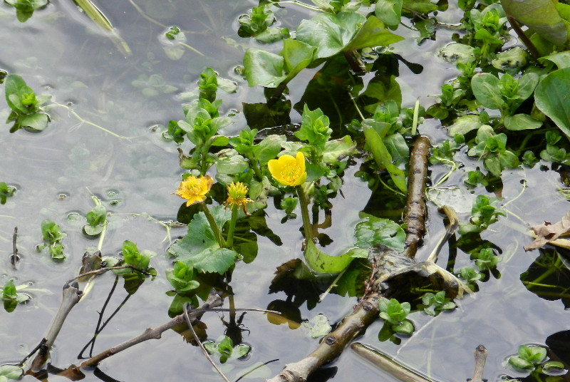 water plant
                                  in bloom