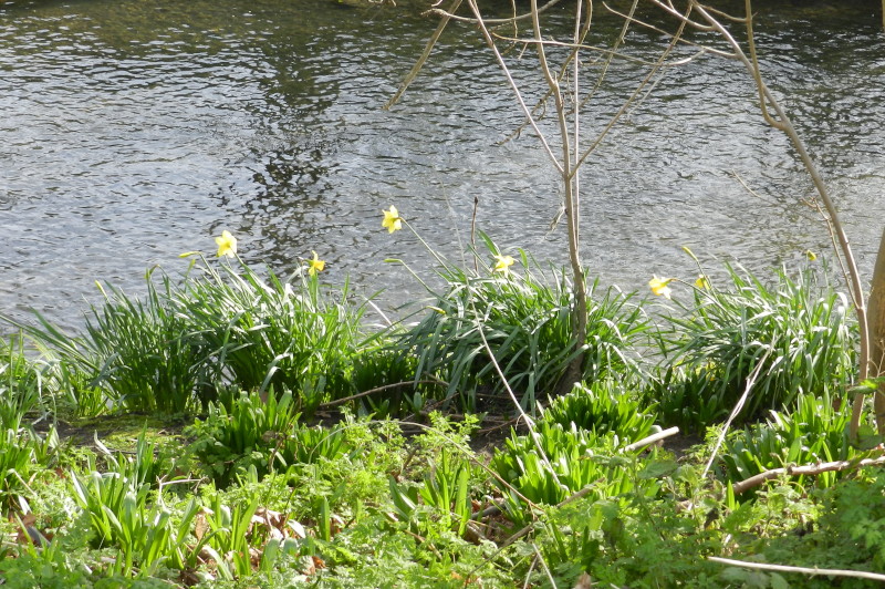 poor
                                      daffodil show this year