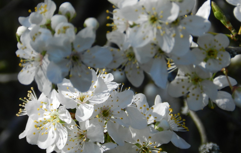 tree
                                      blossom