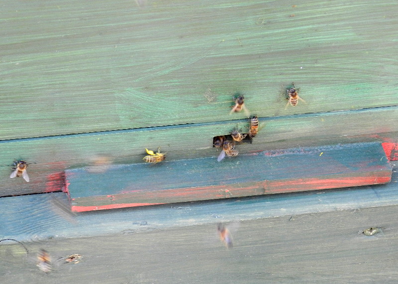 bees