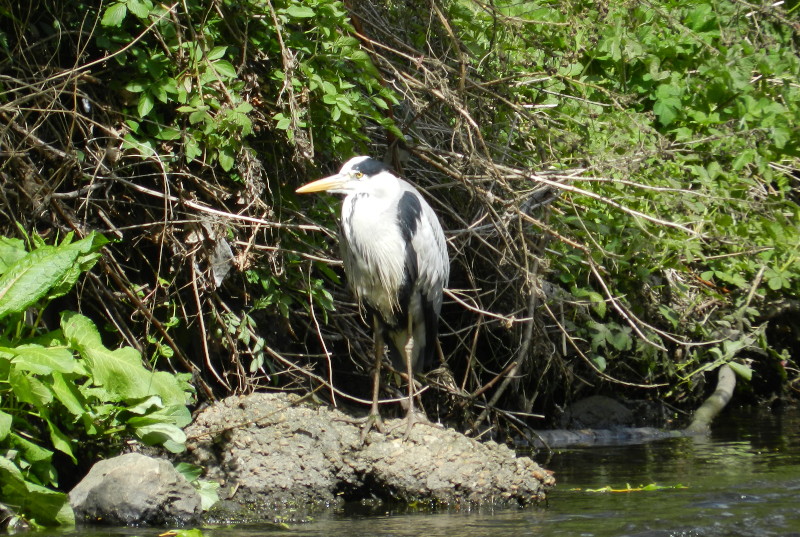 Heron