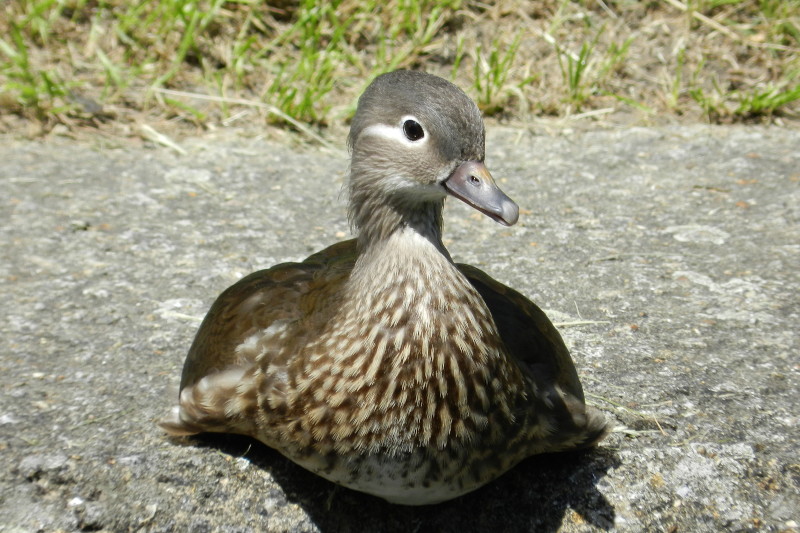 duck
                                          on a wall