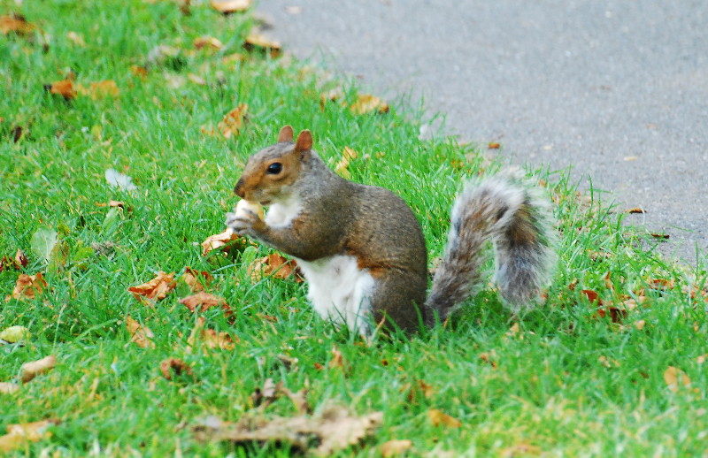 first
                                      squirrel