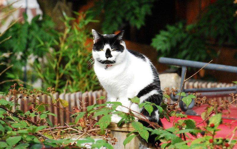 Black
                                      And White cat