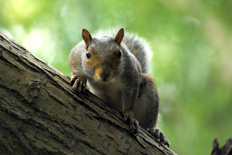 squirrel
                                      at almost eye level