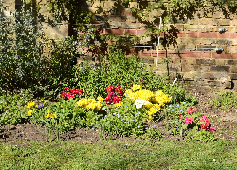 flowers
                                      in St Mary's therapeutic garden