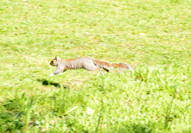 squirrel
                                      in flight