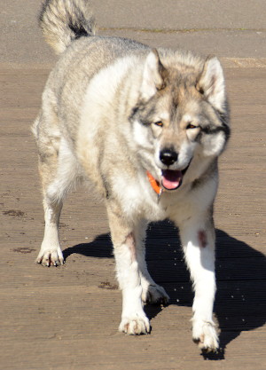 dog with golden eyes