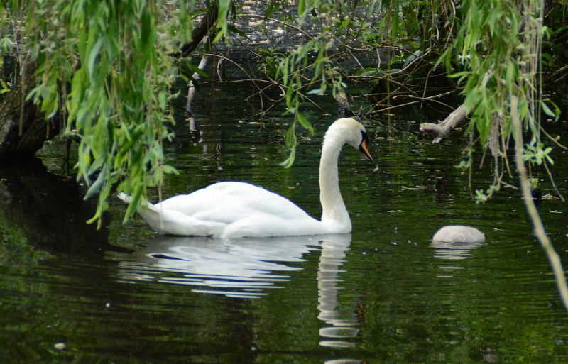 swan