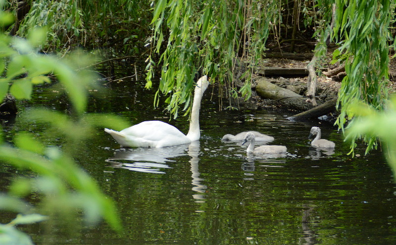 swan and
                                      cygnets