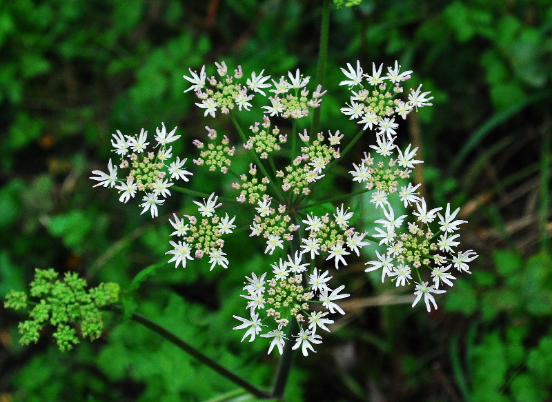 cow
                                    parsley