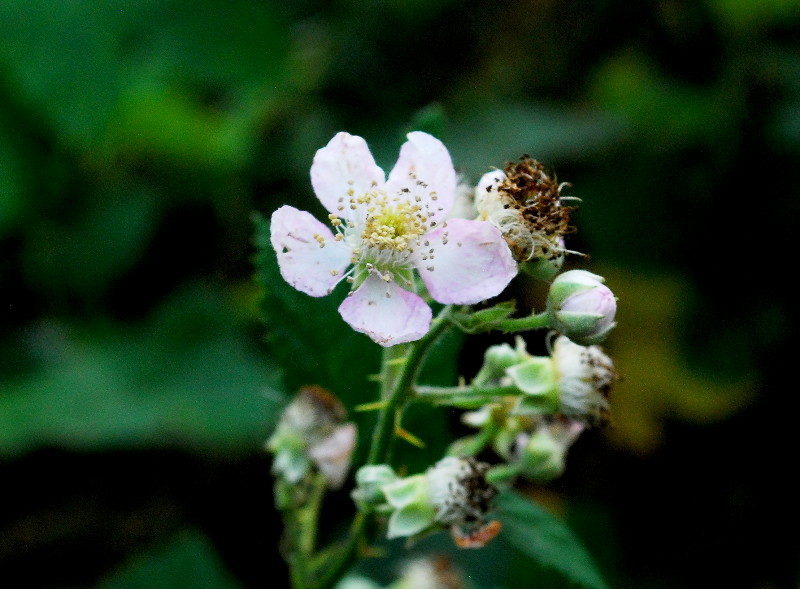 bramble
                                    still trying to produce some
                                    blackberries