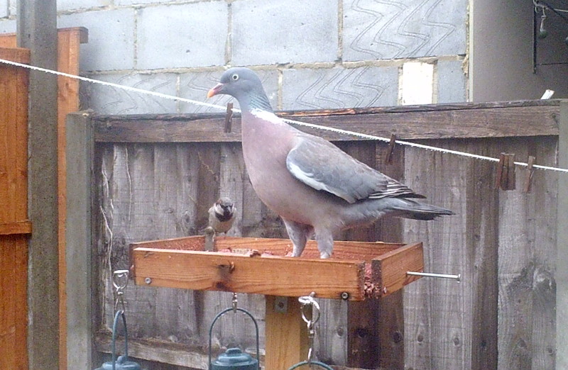 sparrow and pigeon