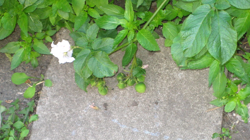 potato fruit