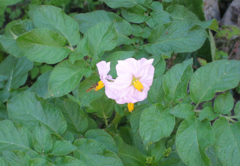 potato flower