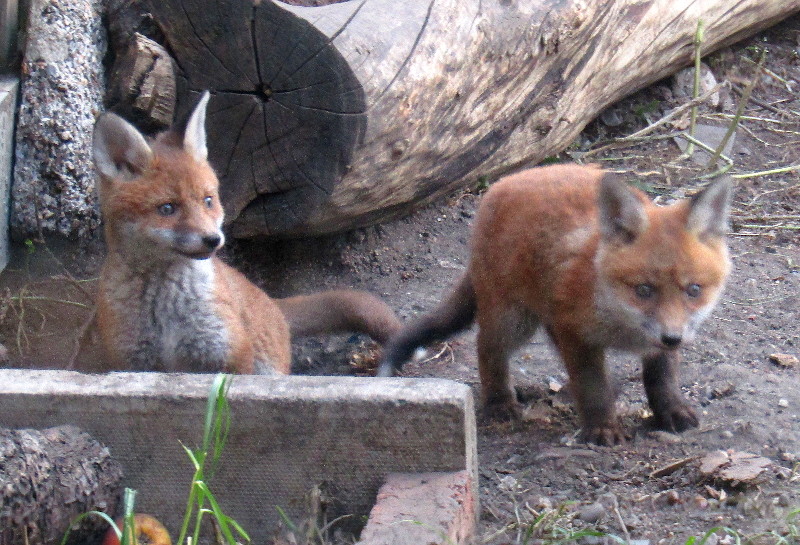 fox
                                      cubs