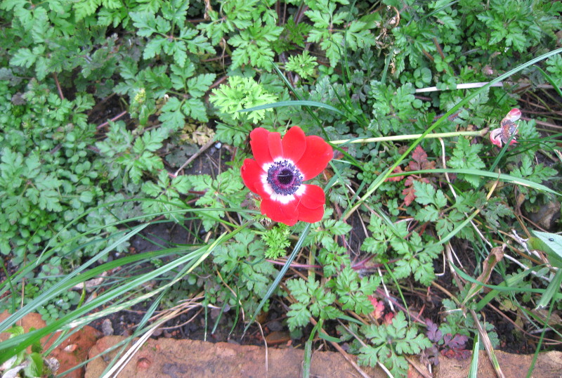 Campanula or anemone ?