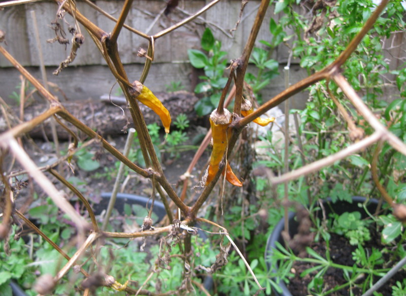 dried
                                      out chillies