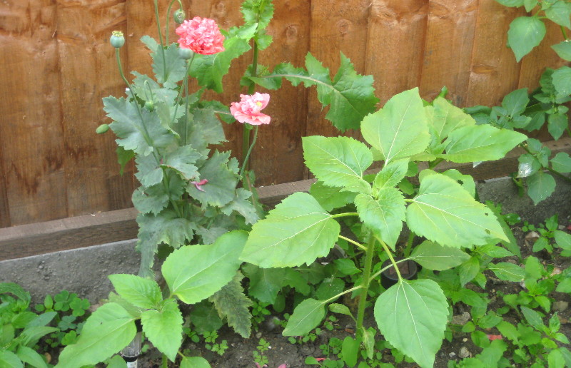 poppy
                                      and other plants