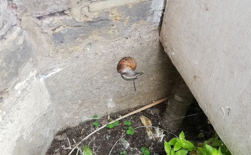 snail
                                      caught in spider web