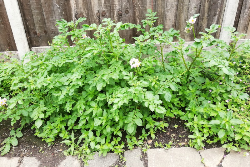 potato plants