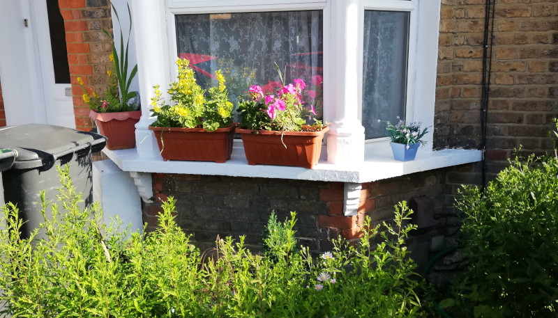 front garden flowers