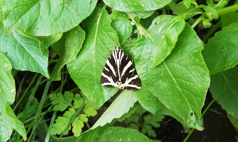 hawkshead moth