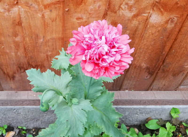 poppy flower