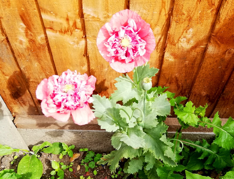 poppies