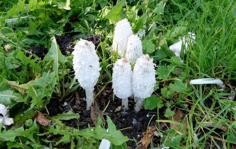 shaggy
                                      ink cap fungus