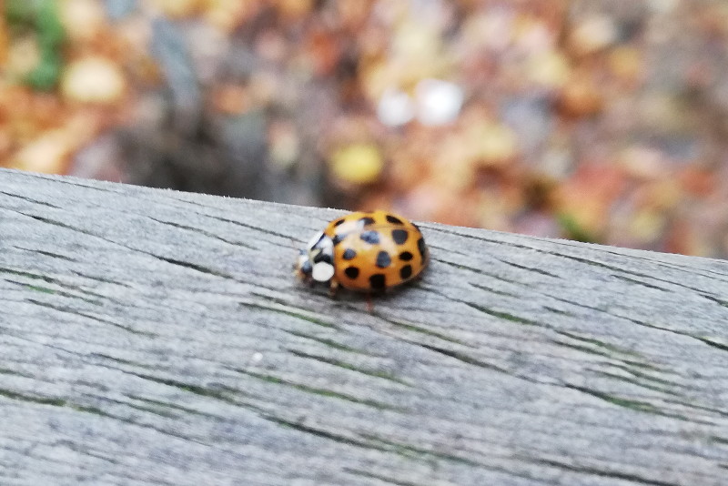 ladybird larvea