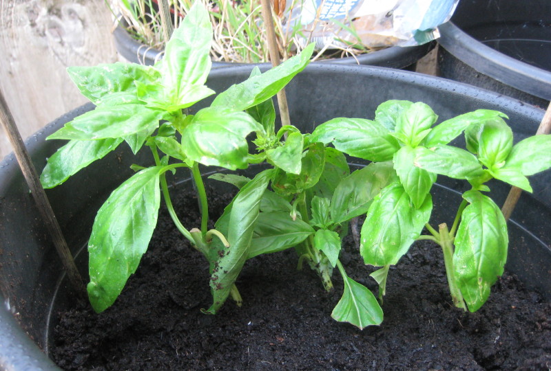 basil
                                      plants