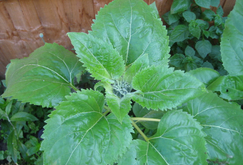 developing flower bud -
                                      sunflower plant