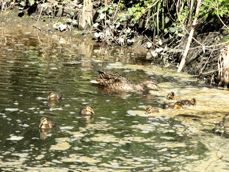 Duck and
                                      ducklings