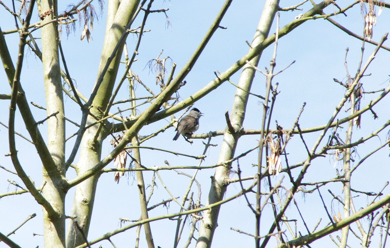 bad
                                      photo of small bird