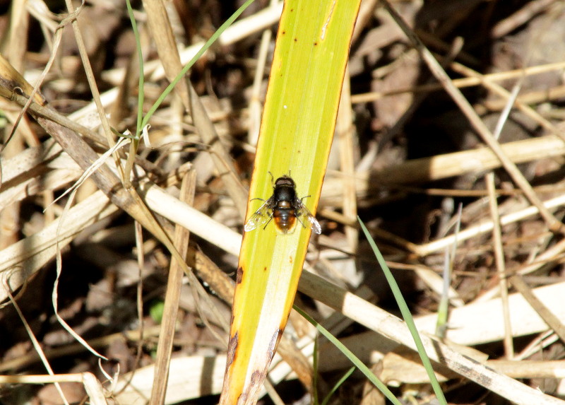 honey
                                      bee, or not a honey bee ?