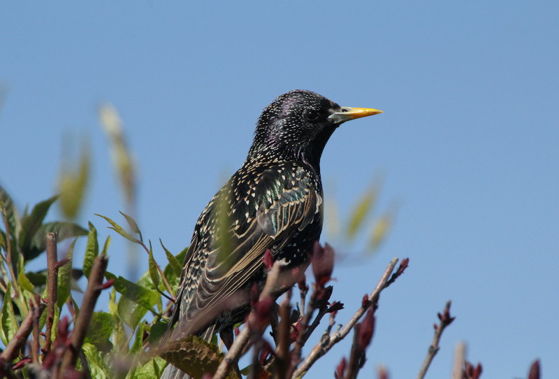 Starling