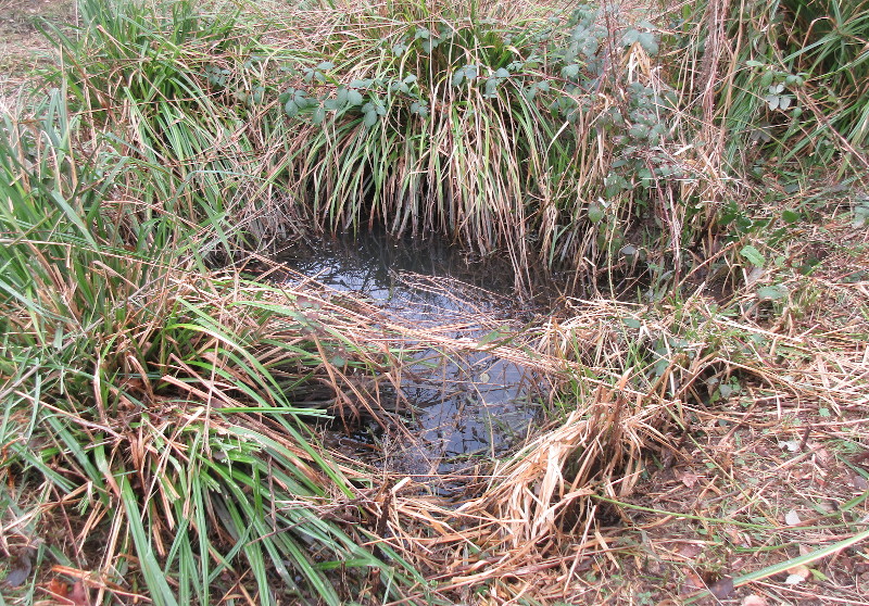 One of
                                      four ponds in The Vineries