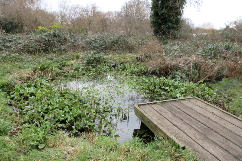 pond 1