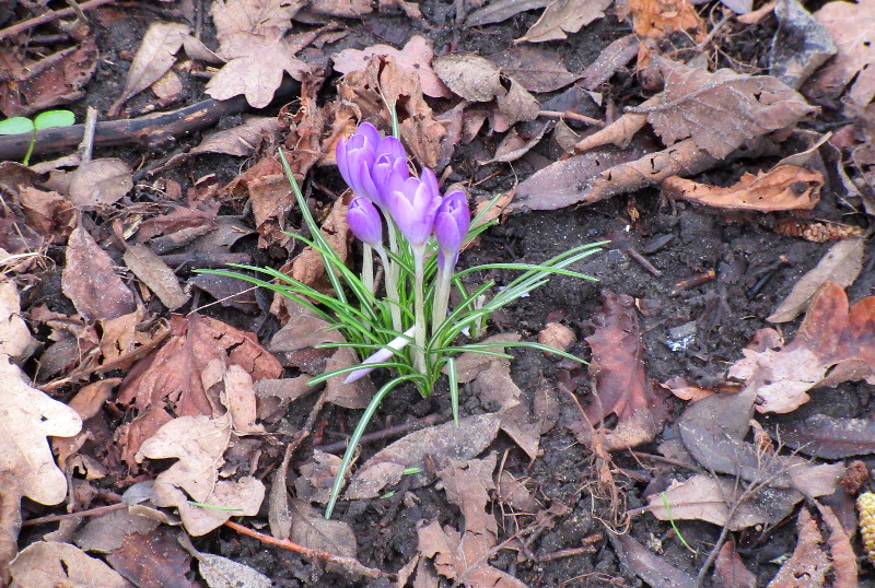 crocus