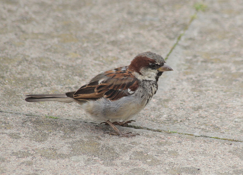 sparrow