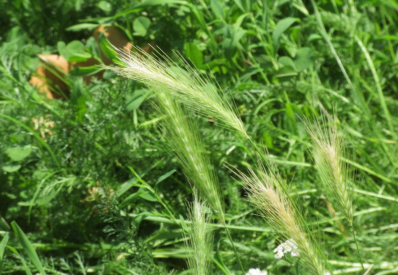 grass
                                      almost looking like wheat