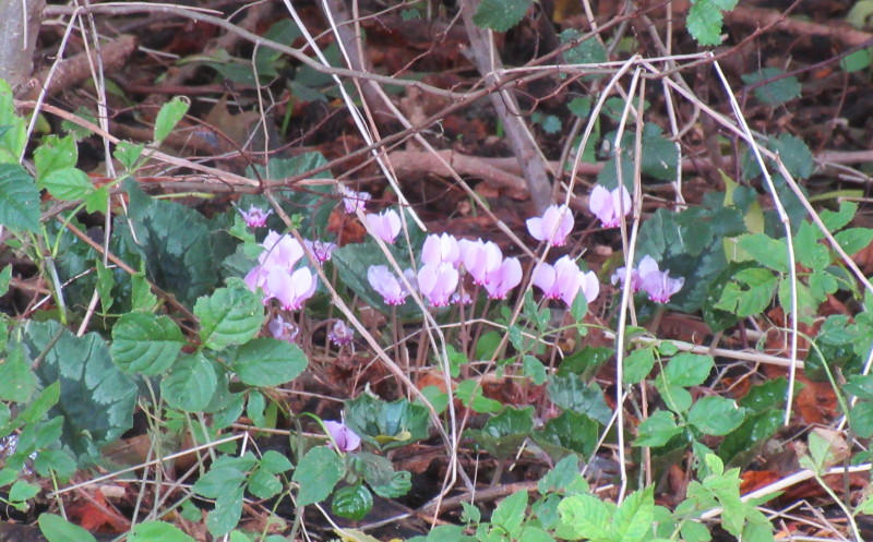 cyclamen