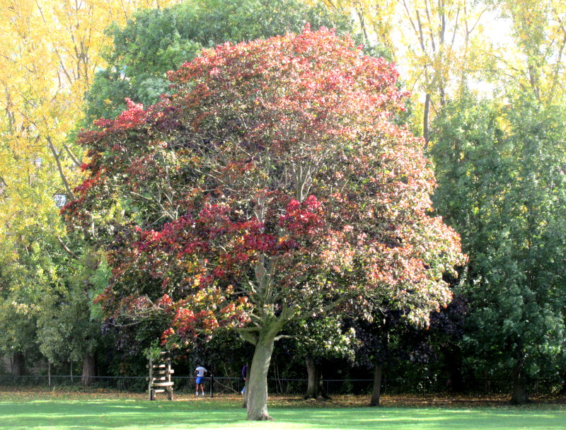 autumn
                                  colours