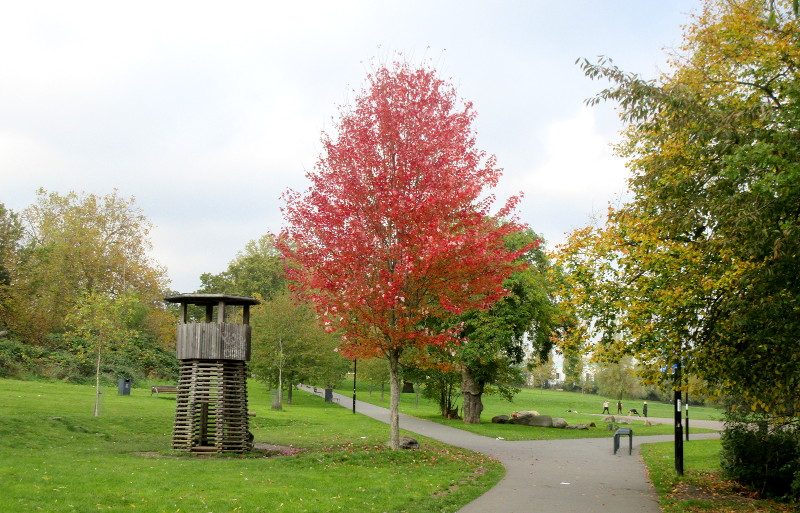 tree in it's
                                  autumn glory